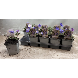 ANEM BL BLUE SHADES