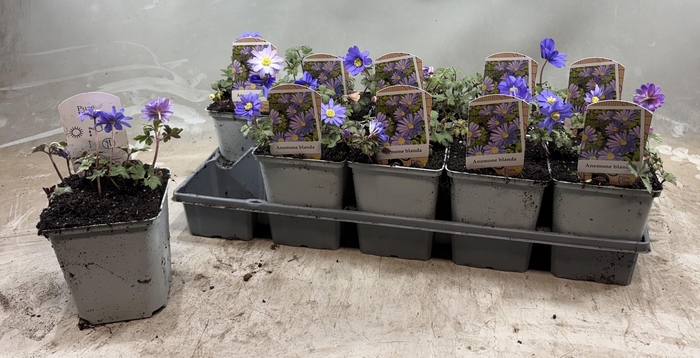 <h4>ANEM BL BLUE SHADES</h4>