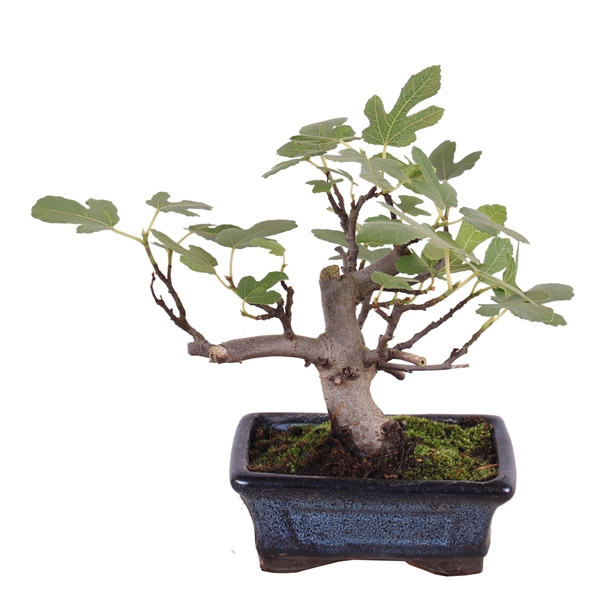 <h4>Bonsai Outdoor Deluxe Ficus carica ø15cm</h4>