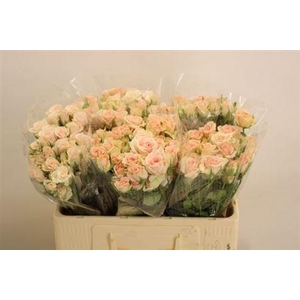 R Tr Royal Porcelina