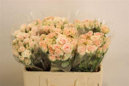 <h4>R Tr Royal Porcelina</h4>