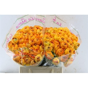 Ran Kloon Prima Pareo