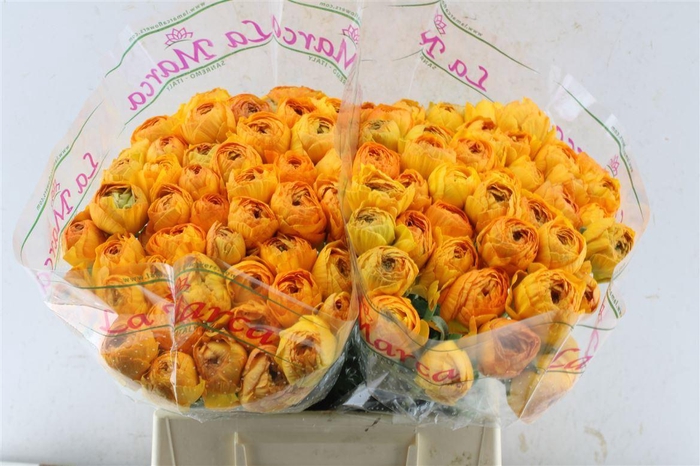 <h4>Ran Kloon Prima Pareo</h4>