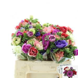 ANEM CO FULLSTAR GEM