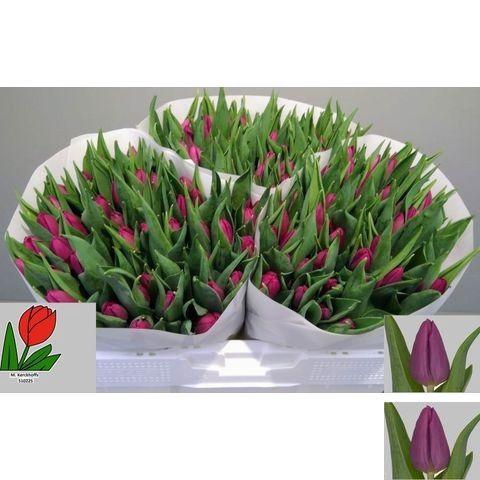 <h4>TU EN PURPLE PRINCE</h4>