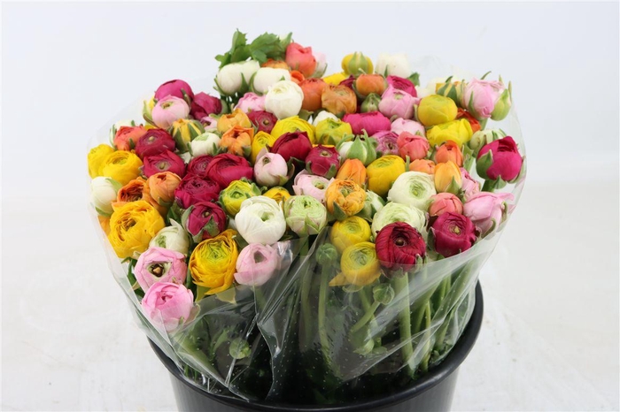 <h4>Ran Elegance Mixed</h4>