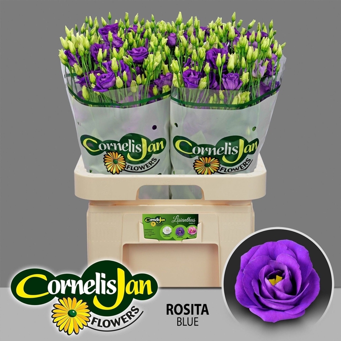 <h4>Lis G Rosita Blue</h4>