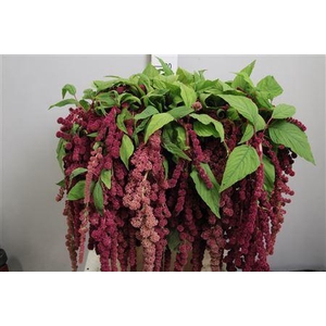 Amaranthus caud. 'Rosary'