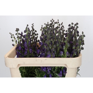 Aconitum Napellus
