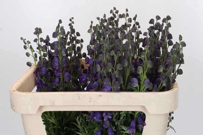 Aconitum Napellus