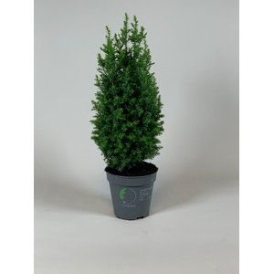 Chamaecyparis thyoides 'Top Point' P11