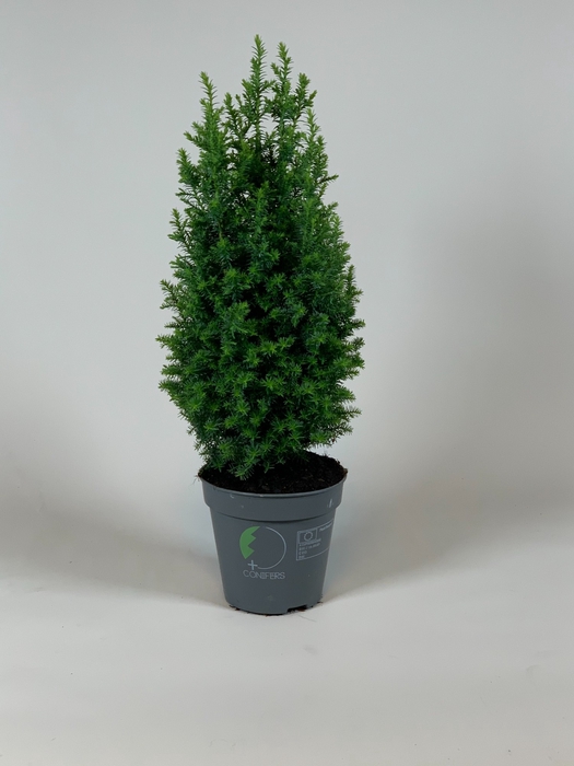 <h4>Chamaecyparis thyoides 'Top Point' P11</h4>