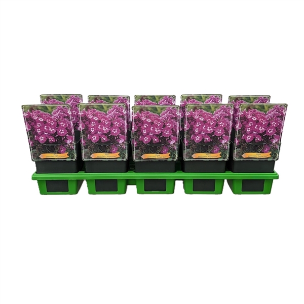 <h4>Phlox paniculata 'Purple Kiss' P11</h4>