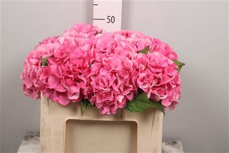 <h4>Hydr M Royal Love</h4>