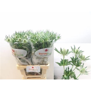 Eryngium White Lagoon 70cm