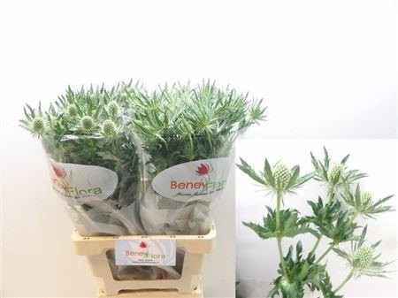 <h4>Eryngium White Lagoon 70cm</h4>