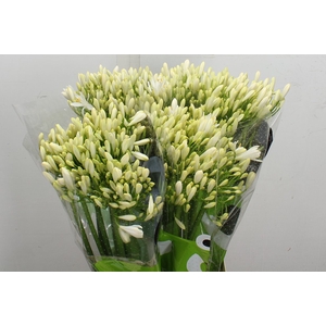 Agap Gletsjer 70cm