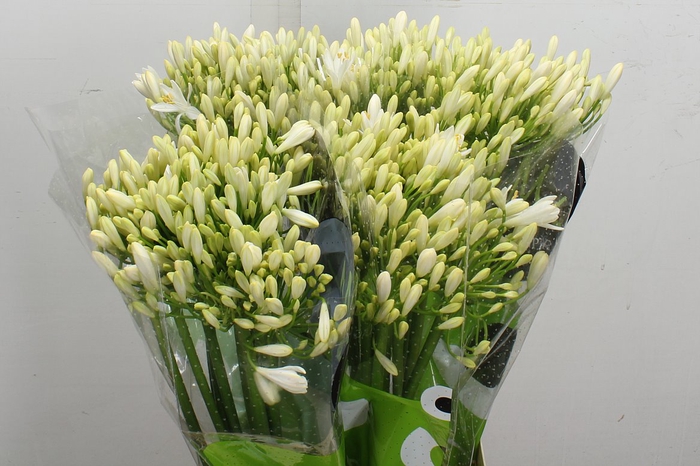 Agap Gletsjer 70cm
