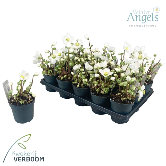 <h4>Helleborus niger 5+</h4>