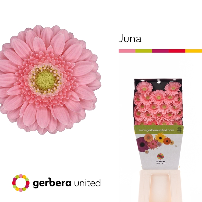 <h4>Germini Juna Diamond</h4>