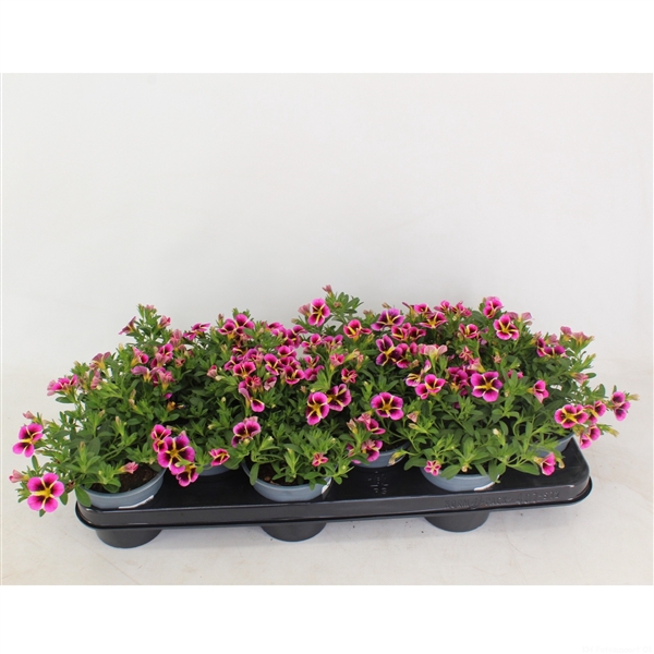 <h4>Calibrachoa Rave Hawai</h4>