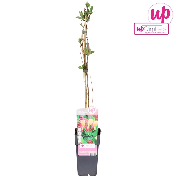 <h4>Lonicera Goldflame</h4>