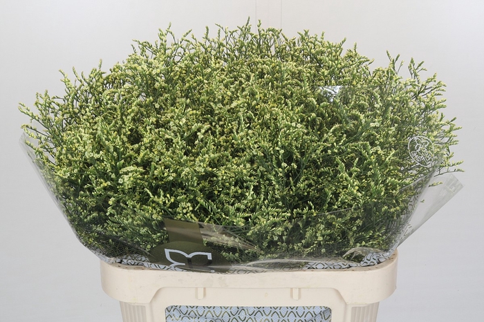 <h4>Limonium China Lemon</h4>