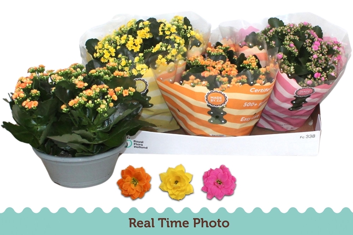 <h4>KAL GE GEM 3 KL</h4>