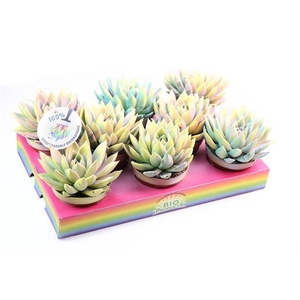 ECHEVERIA MULTI GLITTER MIX P10.5