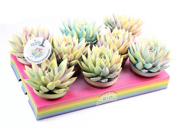 <h4>ECHEVERIA MULTI GLITTER MIX P10.5</h4>