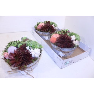 ARR SEMPERVIVUM