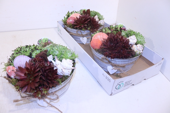 <h4>ARR SEMPERVIVUM</h4>