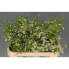 Chamelaucium Ofir