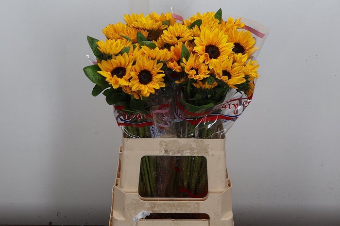 <h4>Heli Sunova</h4>