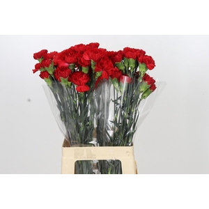 Dianthus St Don Pedro