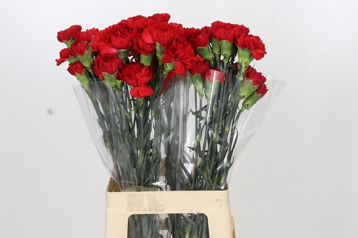 <h4>Dianthus St Don Pedro</h4>