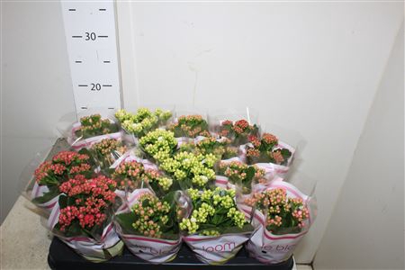 Kal Ge Gem 5 Kl