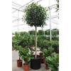 Ficus Australis