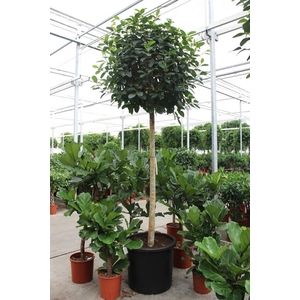 Ficus Australis