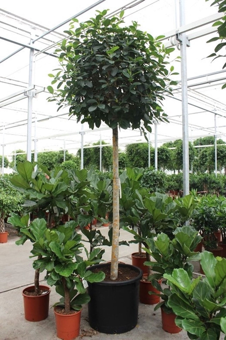 Ficus Australis
