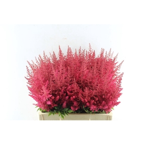 Astilbe Paul Gaarder Red