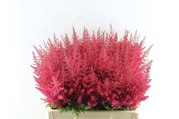 <h4>Astilbe Paul Gaarder Red</h4>