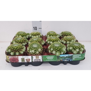 Sempervivum   ...