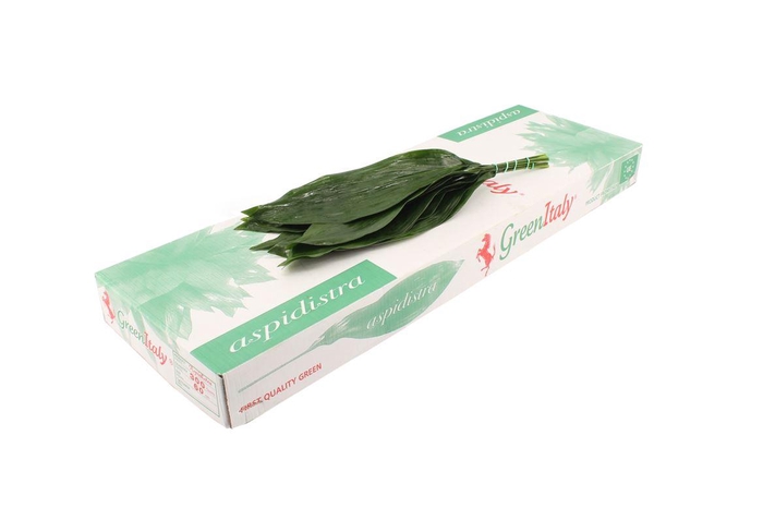 <h4>Aspidistra 60 Cm WBE</h4>