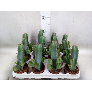 Euphorbia   ...