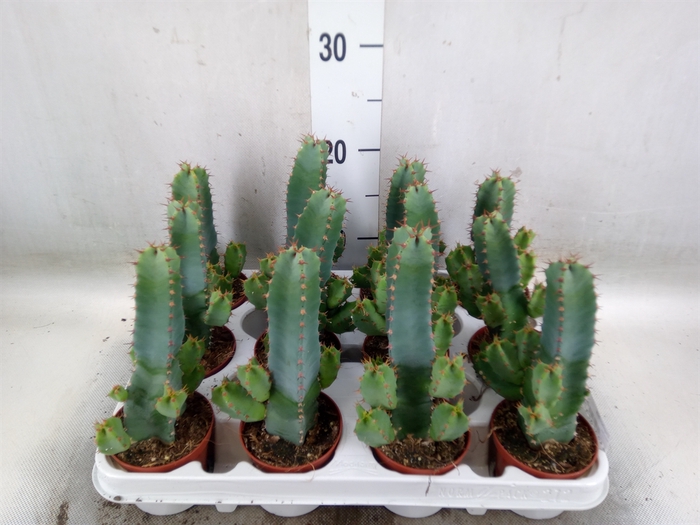 <h4>Euphorbia   ...</h4>