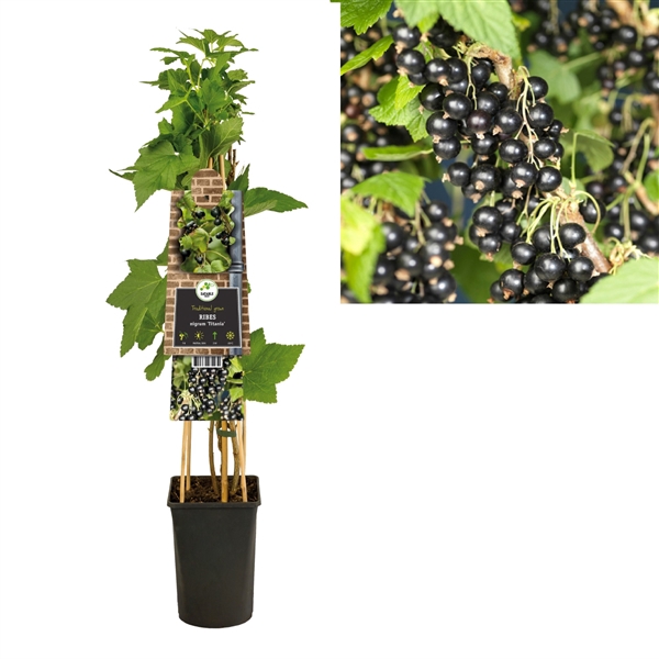 <h4>Ribes nigrum 'Titania' +3.0 label</h4>