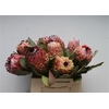 Protea Barbigera No Leaves