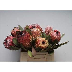 Protea Barbigera