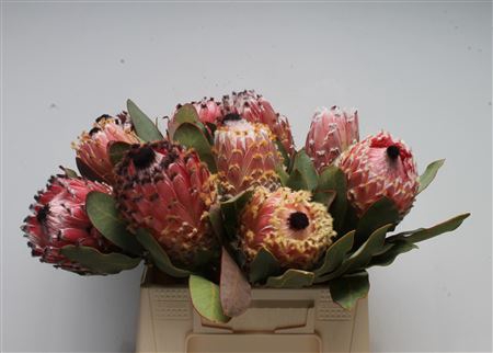 <h4>Protea Barbigera</h4>